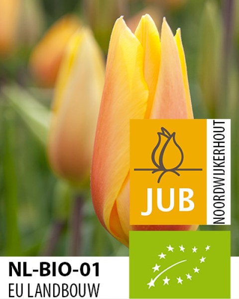 BIO Tulip Blushing Lady